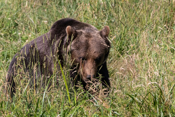 a brown bear sitting in a field