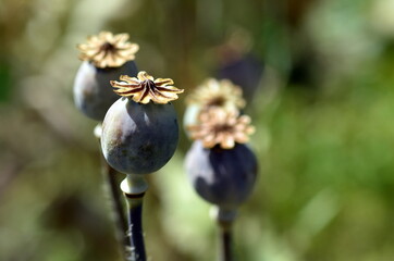Samenkapseln einer Mohnblume