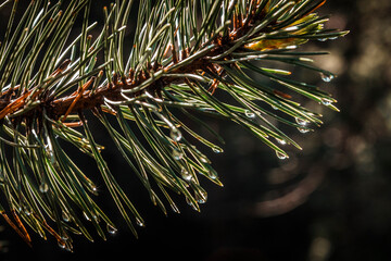Gouttes de ros&eacute;e sur les aiguilles de pin - .Dew drops on pine needles