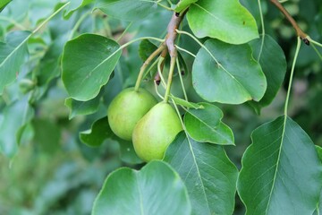 green apples on a tree