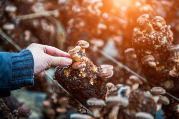 image of girl hand picking Pleurotus sajor-caju mushroom in farm