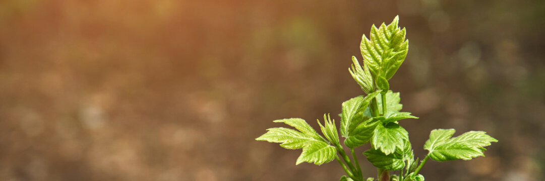 coniferous forrest backlight natural view of the forest. horizontal banner