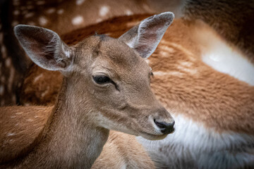 portrait of a female deer