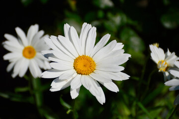 daisy flower with white petals; yellow pollen in the middle of the flower