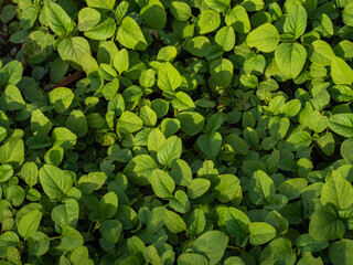the green leaf pattern for nature