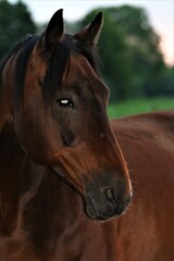 Head of a brown horse as a portrait