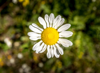 Fototapeta premium Grande paquerette - Big daisy