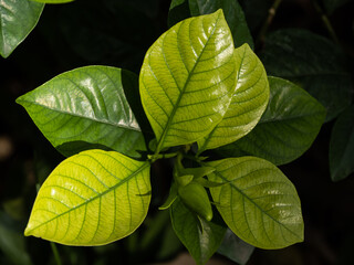 the green leaf pattern for nature