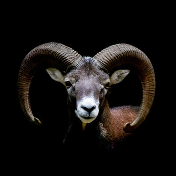 portrait of a wild capricorn sheep ram