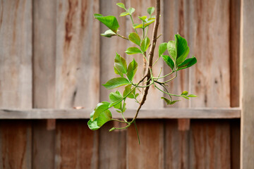 Green leaves make you feel fresh.