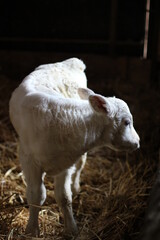 Kalb Blonde d'Aquitaine