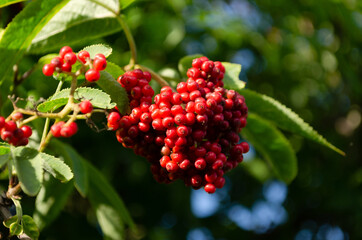 Sambucus racemosa plant, red elder