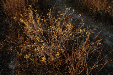 Macela Plant in the Mountains in Brazil