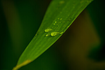 green leaf with dew drops