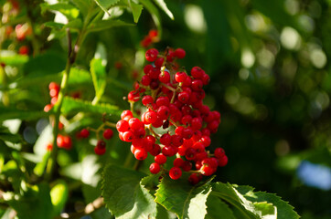 Sambucus racemosa plant, red elder