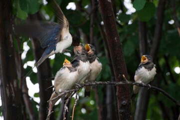 close up photo of young birds swallows sitting on a tree branch waiting for food and their mother swallow feeding them against the background of green leaves of a tree