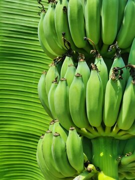 A bunch of green bananas hanging from the tree and background leaf banana blurred.