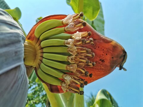 Banana blossom or Banana flower.