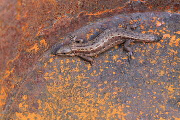 lizard on the stone