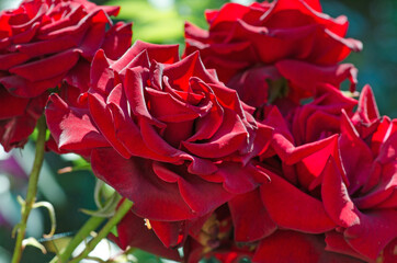 Red rose Kardinal blooming in roses garden