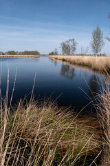 Wetland with moor grass, Dutch raised bog reserve Bargerveen, Netherlands, Europe