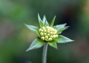 Knospe einer Witwenblume