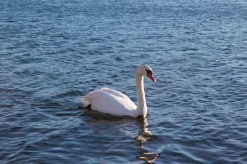 Cygne