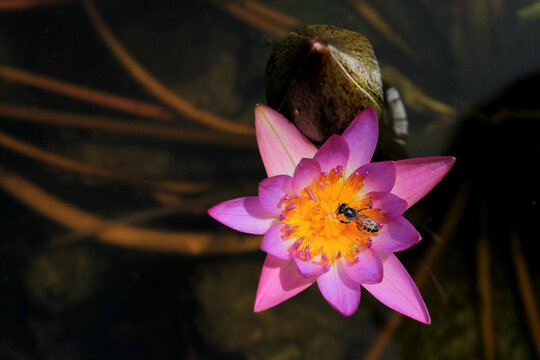 The bees stick to the pollen of the pink lotus flowers.