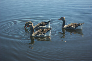 gray geese on the lake