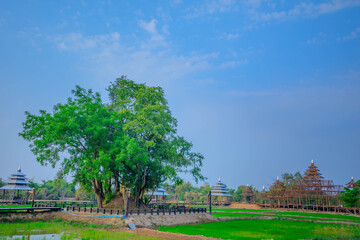 landscape with trees