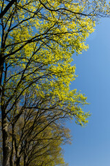 Green trees standing in the blue sky, sunlight peaking true. Green and blue collors