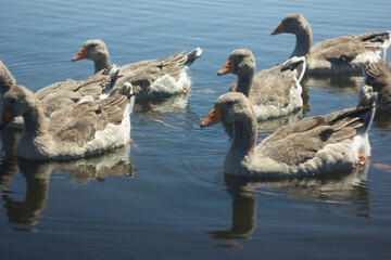 Obraz premium gray geese on the lake