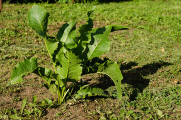 horseradish bush in the garden, 