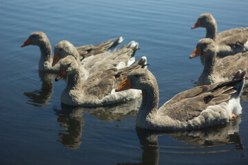 Obraz premium gray geese on the lake