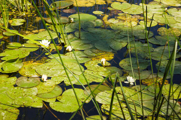 Pond with water lilies