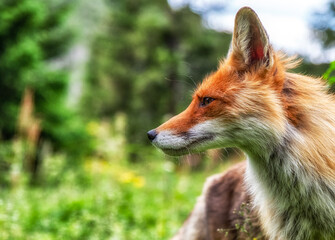 Head of red fox