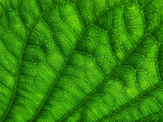 Leaf with pattern background and shadow. Abstract style.  