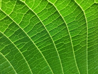 Texture and curve of green leaves.