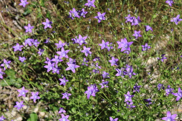 Obraz premium pole lawendy