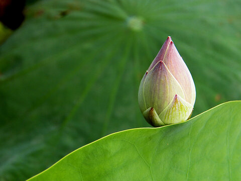 Pink lotus that is not yet blooming and beautiful green lotus leaf in the middle of the pond.