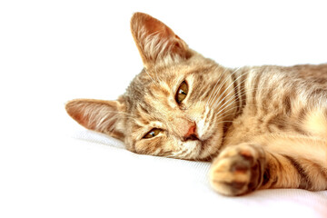 Closeup portrait of cute striped fur young cat on white background. Domestic cute kitten. Veterinary and Internatinal cat day concept. Selective focus.