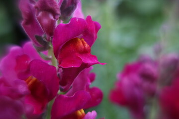 bahçede çiçek açmış Antirrhinum