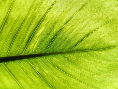 Leaf shadow lighting background and texture beautiful.