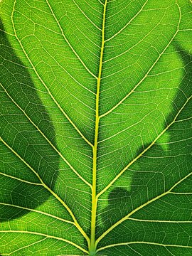 Leaf shadow lighting background and texture beautiful.