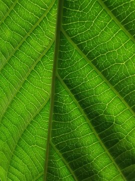 Lighting and shadow of texture leaves.