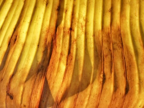 Texture of banana leaves yellow color.