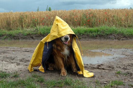 Hund mit Regenmantel sitzt in der Pfütze