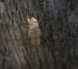 Empty cyccal of chrysalis after summer metamorphosis