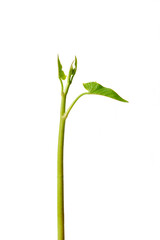 Morning glory has many nutrients that are beneficial to the body.