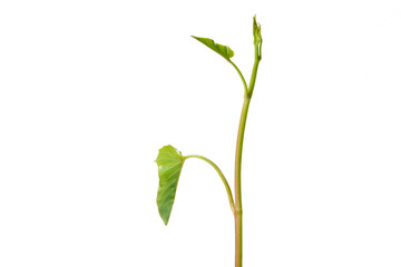 Morning glory has many nutrients that are beneficial to the body.